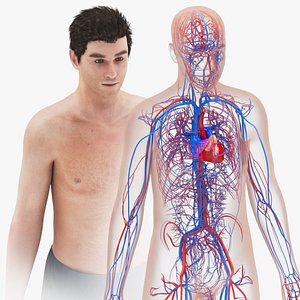 Human Cardiovascular system with  body 3D model