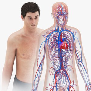 Human Cardiovascular System with Body