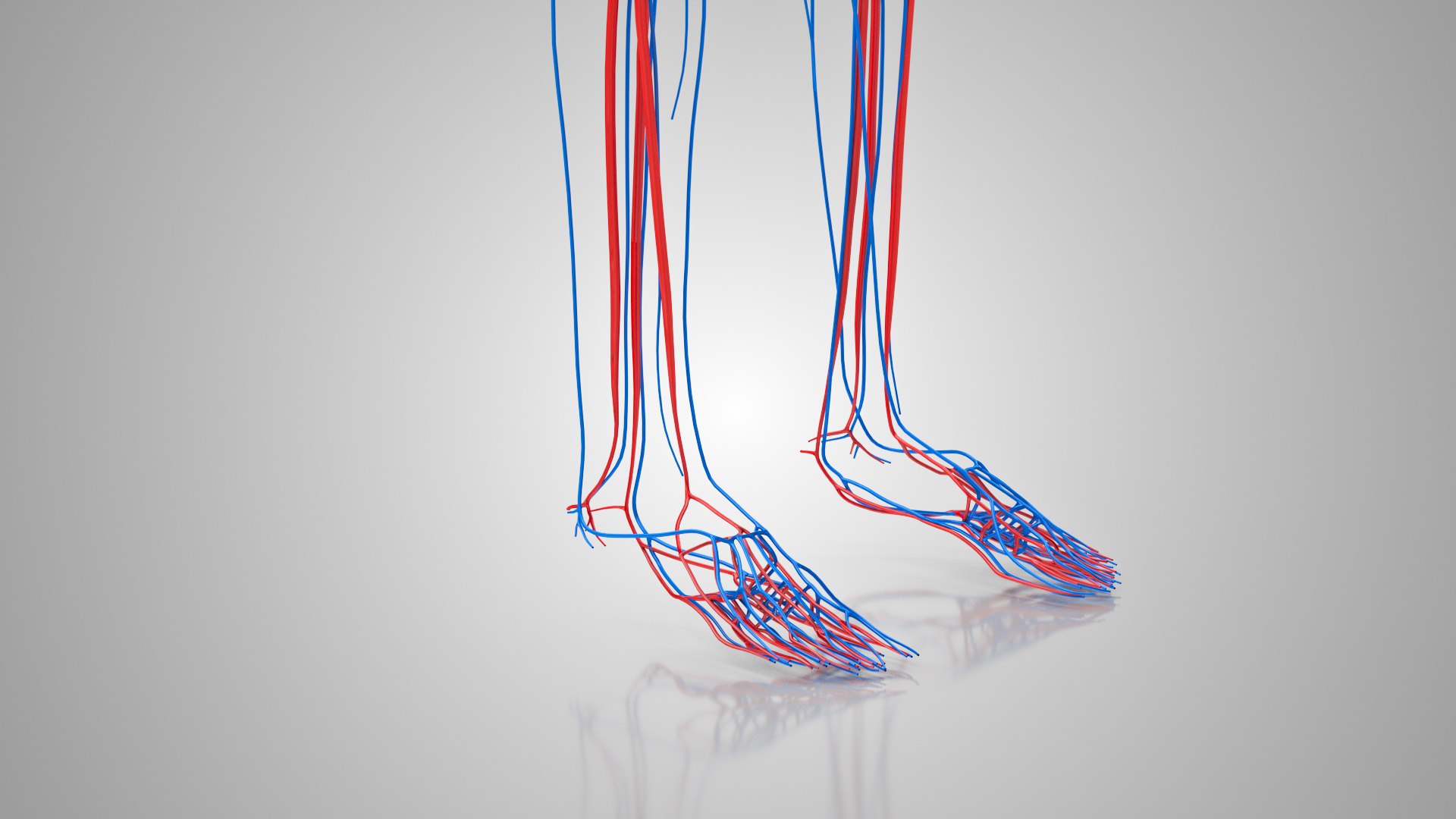 Human Cardiovascular system with  body 3D model https://p.turbosquid.com/ts-thumb/hD/fZW4po/EU/cardiovascularcirculatorysystem_00023/jpg/1657019706/1920x1080/fit_q87/089f3643d45d11871431f50acaf8e3d762941e0d/cardiovascularcirculatorysystem_00023.jpg