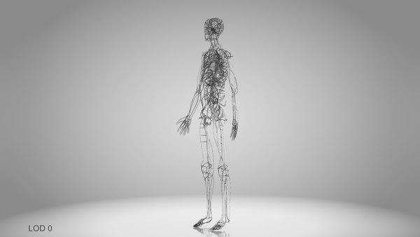modelo 3d Sistema cardiovascular humano con cuerpo - TurboSquid 1923048