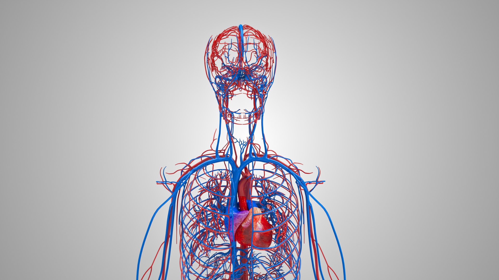 Human Cardiovascular system with  body 3D model https://p.turbosquid.com/ts-thumb/hD/fZW4po/Vf/cardiovascularcirculatorysystem_00029/jpg/1657019698/1920x1080/fit_q87/40018372b246f475a29c9d8ae76392cb8b0bd8e0/cardiovascularcirculatorysystem_00029.jpg