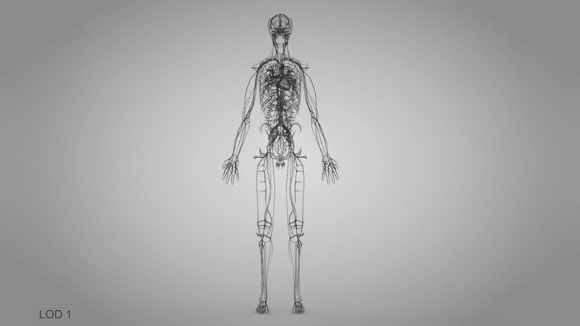 Human Cardiovascular system with  body 3D model https://p.turbosquid.com/ts-thumb/hD/fZW4po/hm/cardiovascularcirculatorysystem_00014/jpg/1657020484/1920x1080/fit_q87/a37e99165525cb1a446779a51bc323980c104b5e/cardiovascularcirculatorysystem_00014.jpg