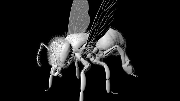 Bee insect model - TurboSquid 1677090