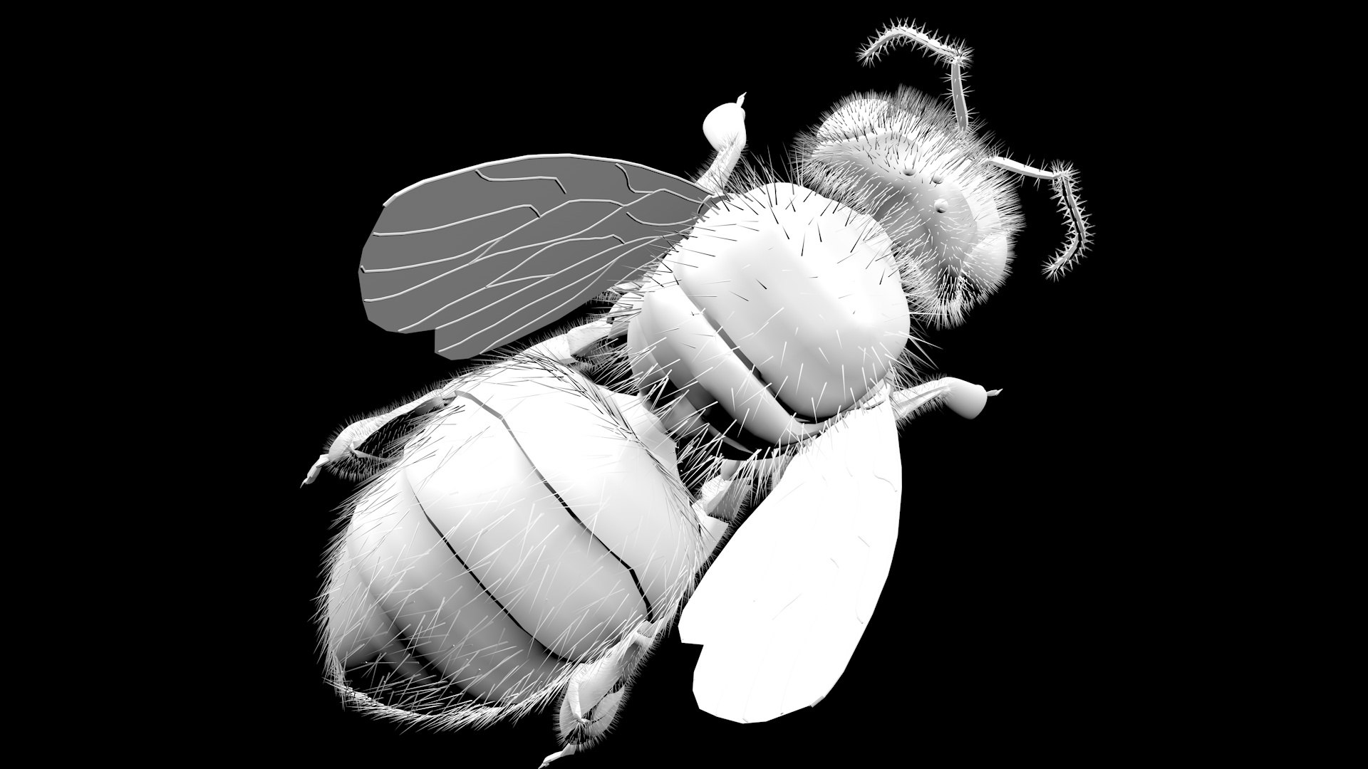 Bee Insect Model - TurboSquid 1677090