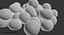 Bakterie Staphylococcus Aureus