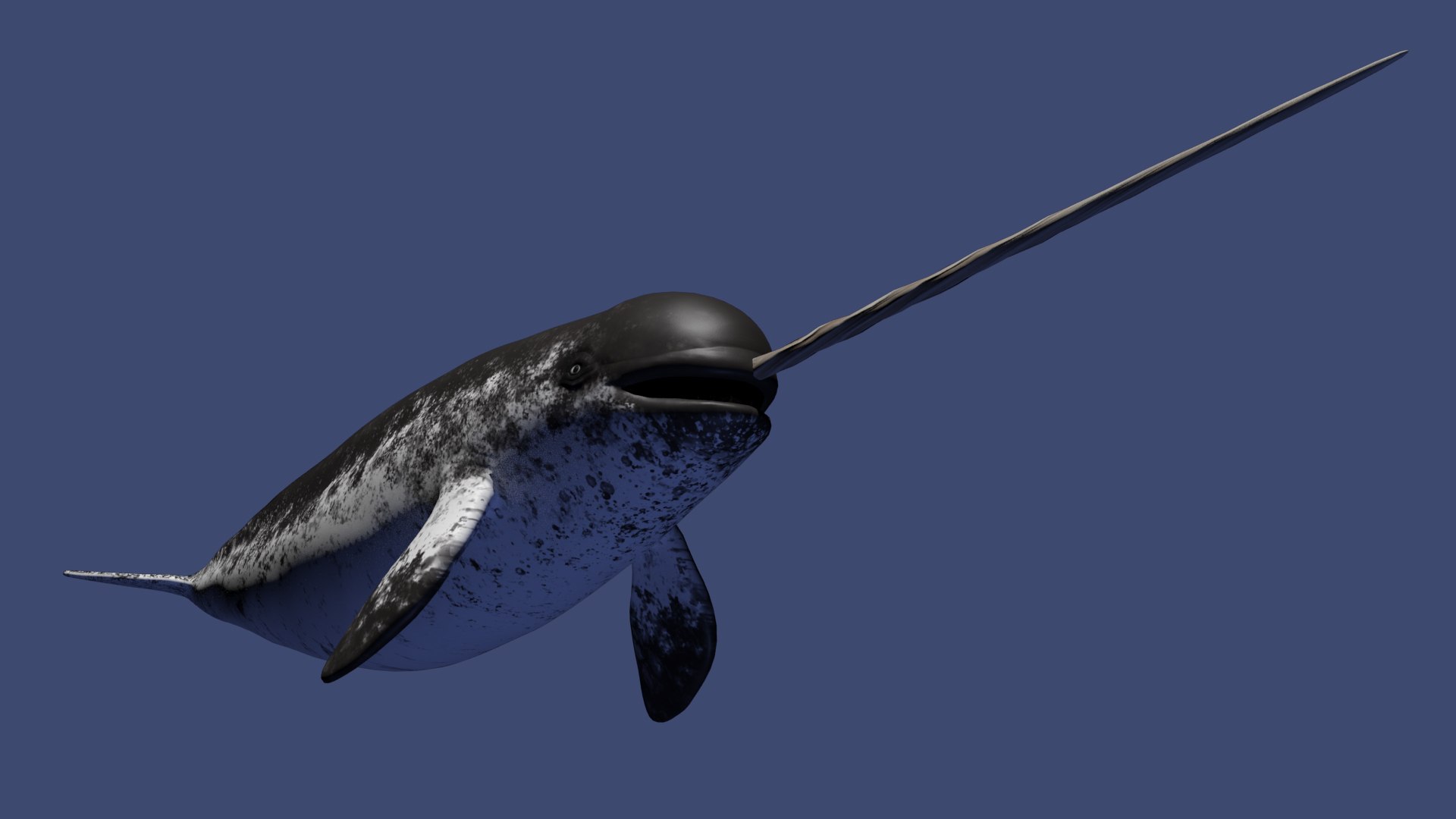 3D Narwhal https://p.turbosquid.com/ts-thumb/hE/2ewd0P/9y/beauty0016/jpg/1674732664/1920x1080/fit_q87/e08138c02f7918b8003fcf00188843271c064c76/beauty0016.jpg