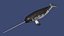 Narwhal