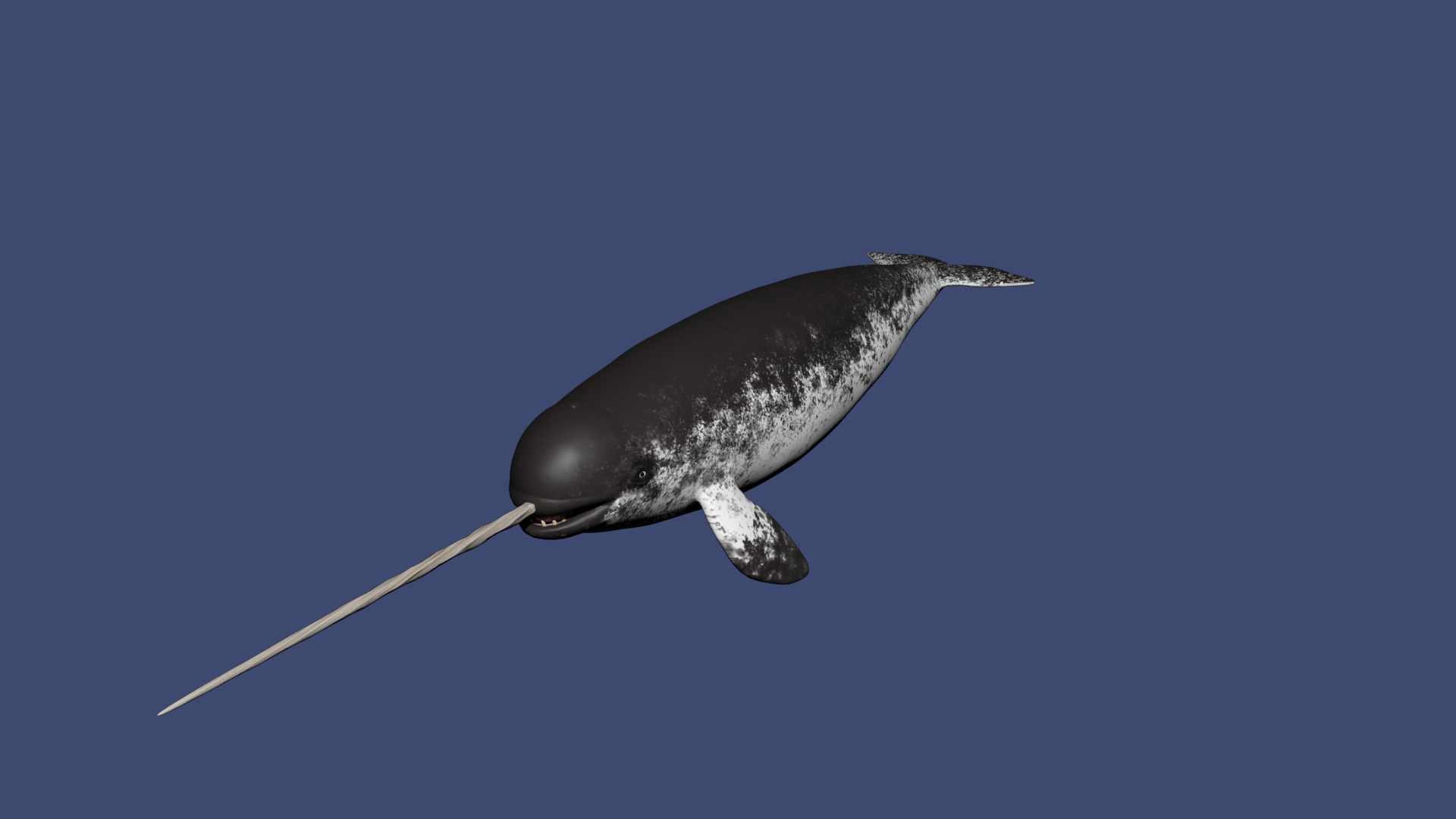 3D Narwhal https://p.turbosquid.com/ts-thumb/hE/2ewd0P/Kw/turntable/jpg/1674732954/1920x1080/turn_fit_q99/ea5d4efeccae862d02a83087d46bab600f423b47/turntable-1.jpg