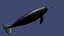 Narwhal