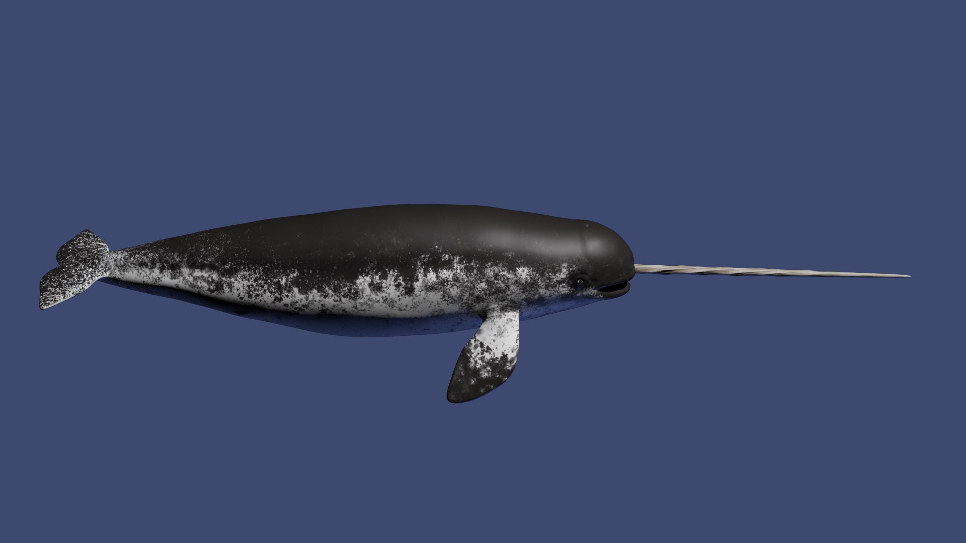 3D Narwhal https://p.turbosquid.com/ts-thumb/hE/2ewd0P/fC/beauty0017/jpg/1674732664/1920x1080/fit_q87/24825477a012f3db5a2bd7aae954011d9c43178a/beauty0017.jpg
