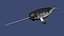 Narwhal