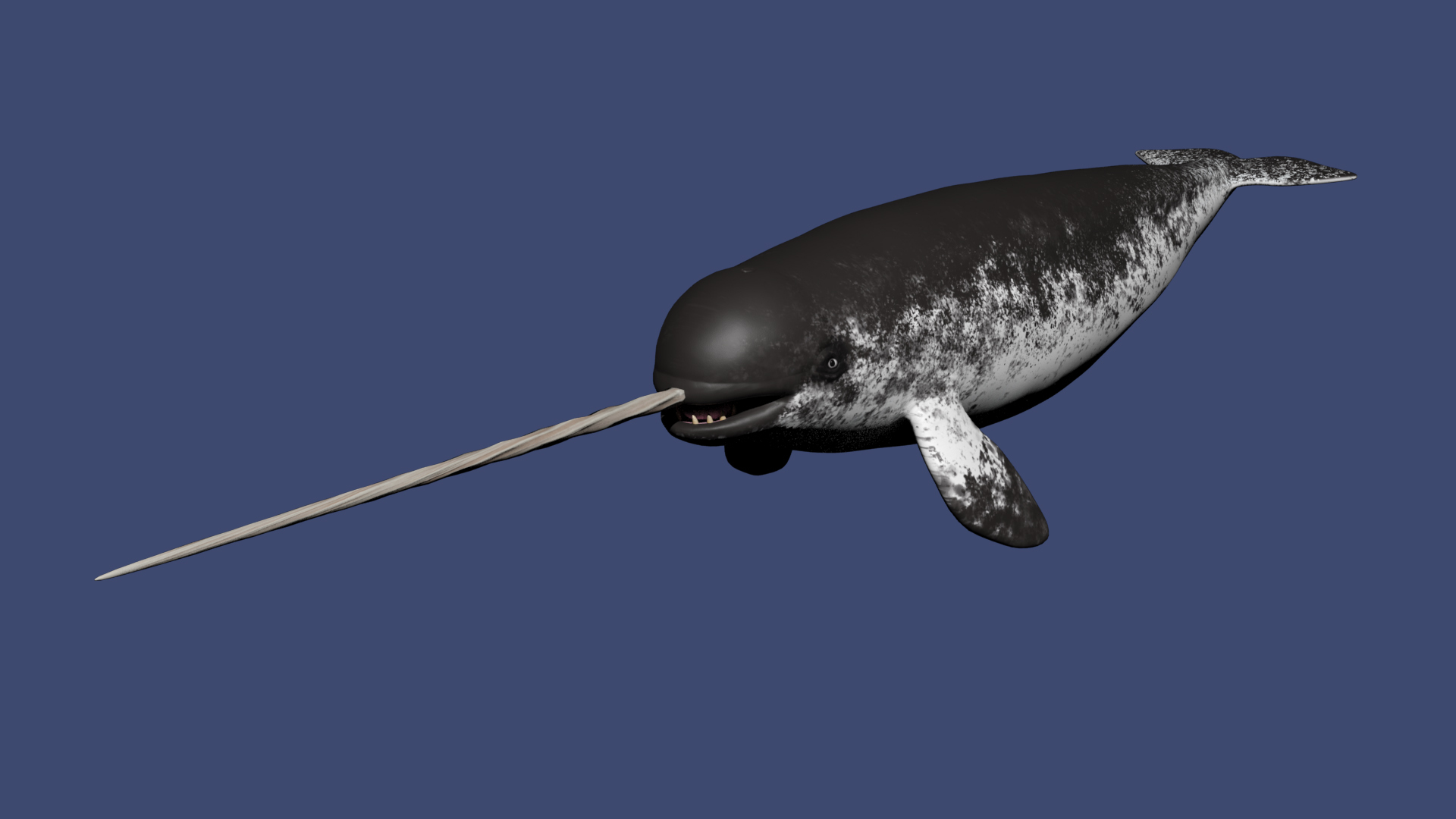 3D Narwhal https://p.turbosquid.com/ts-thumb/hE/2ewd0P/kO/swim/jpg/1674732879/1920x1080/turn_fit_q99/6c742e54f6ac3b1b83e2657642ea9055e6cc725f/swim-1.jpg