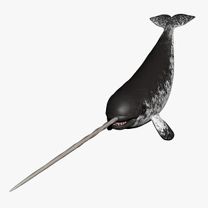 Narwhal
