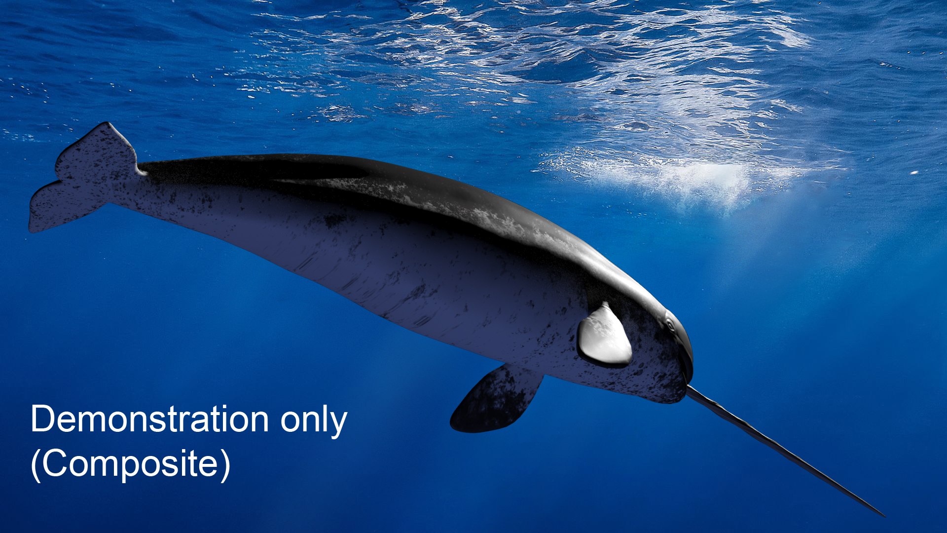 3D Narwhal https://p.turbosquid.com/ts-thumb/hE/2ewd0P/y2/demo02/jpg/1674732314/1920x1080/fit_q87/e198dc320328c60966d32f4b263b506c8d5e2dad/demo02.jpg