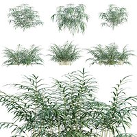 Pteris umbrosa - Jungle Brake Fern