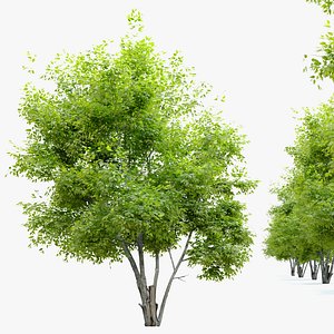 Alee chinese elm 3D