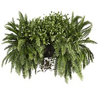 plant vol 938 - Indoor - balcony - ampelous