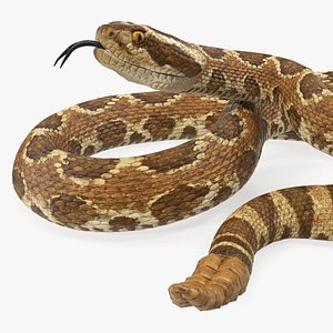 Light Rattlesnake