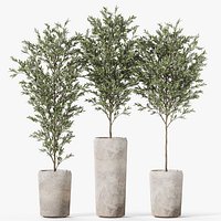 Plants collection 1120