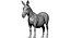 Donkey