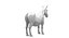 Donkey