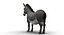 Donkey