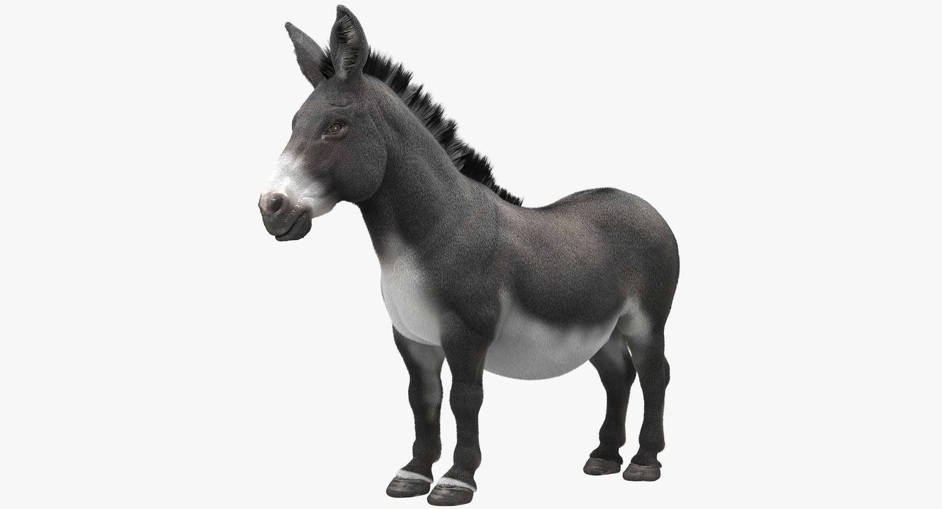 donkey horse max https://p.turbosquid.com/ts-thumb/hE/ScnJ4C/XgRCOGD0/1/jpg/1479080567/1920x1080/fit_q87/65e991cbe6a116cbe06fb7eee6fca43dce2e8d34/1.jpg