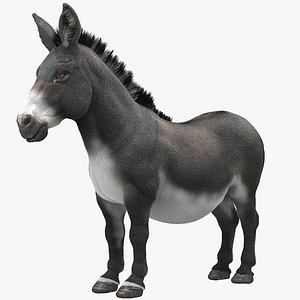 Donkey