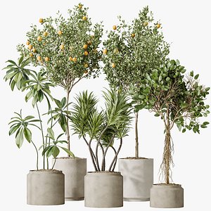 AV Indoor plants set 162 Mandarin Citrus Fruit Orange and Ficus Cyathistipula and Benjamina African model