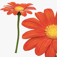 Tithonia Red Torch Garden Flower Fur