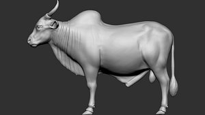 Indian bull model