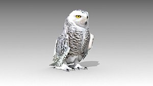 3D snowy owl
