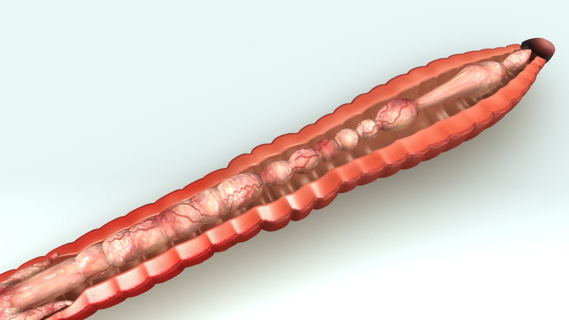 alimentary earthwaorm 3d obj https://p.turbosquid.com/ts-thumb/hE/r5eD66/1am70s3H/b0304alimentoryofew_aerial.0001/jpg/1481102514/1920x1080/fit_q87/1a1e90260ee4cdf40a50fa643c8ccd823b924c36/b0304alimentoryofew_aerial.0001.jpg