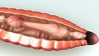 Alimentary of earthwaorm