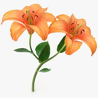 Orange lily