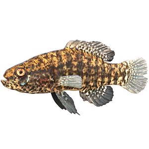 Banded Pygmy Sunfish 3D model