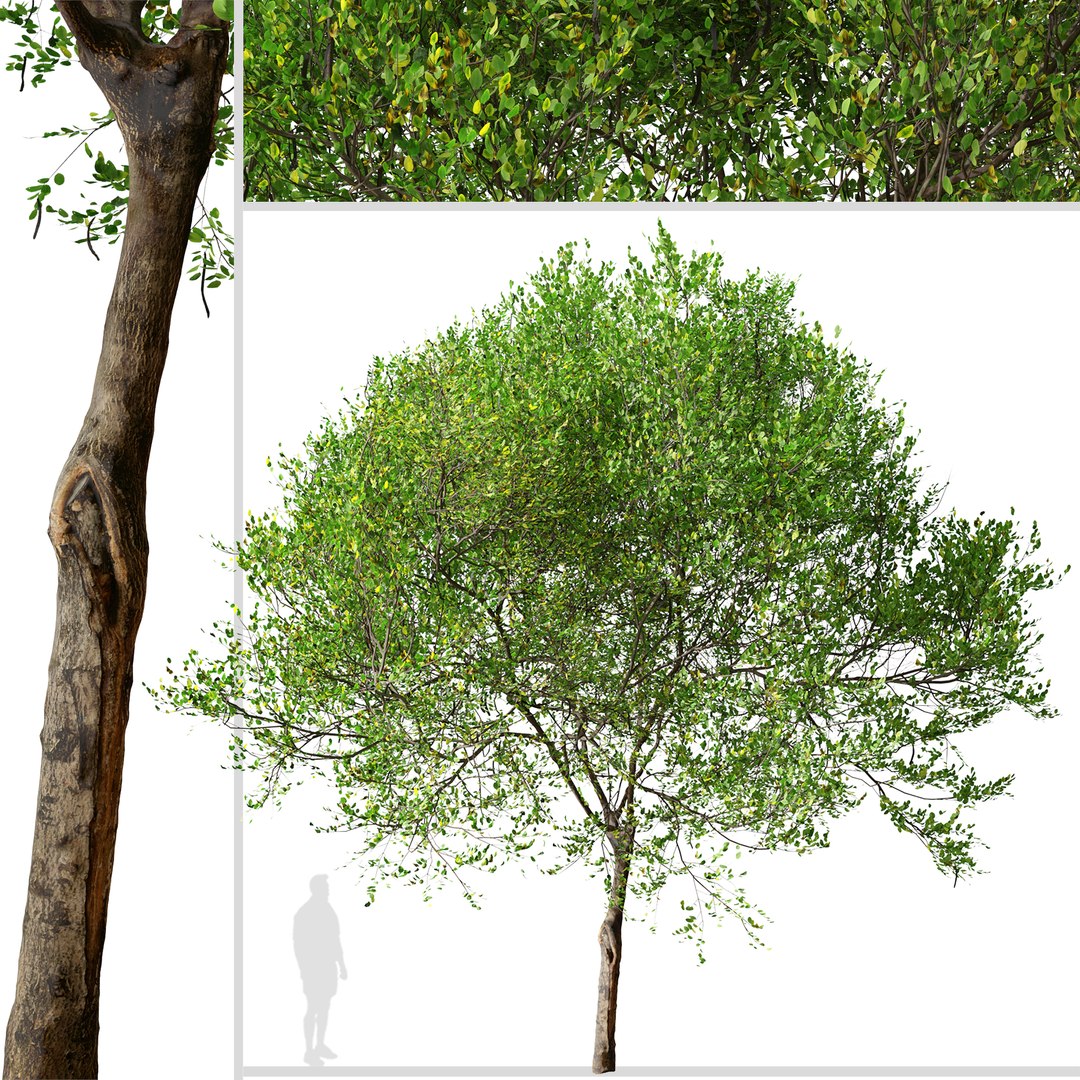 3D Carob or Ceratonia siliqua Tree model https://p.turbosquid.com/ts-thumb/hE/vCaFkm/6P/carobtree4/jpg/1664974484/1920x1080/fit_q87/1580ed8f991276738fb104a78ebabbcc3d98ac25/carobtree4.jpg