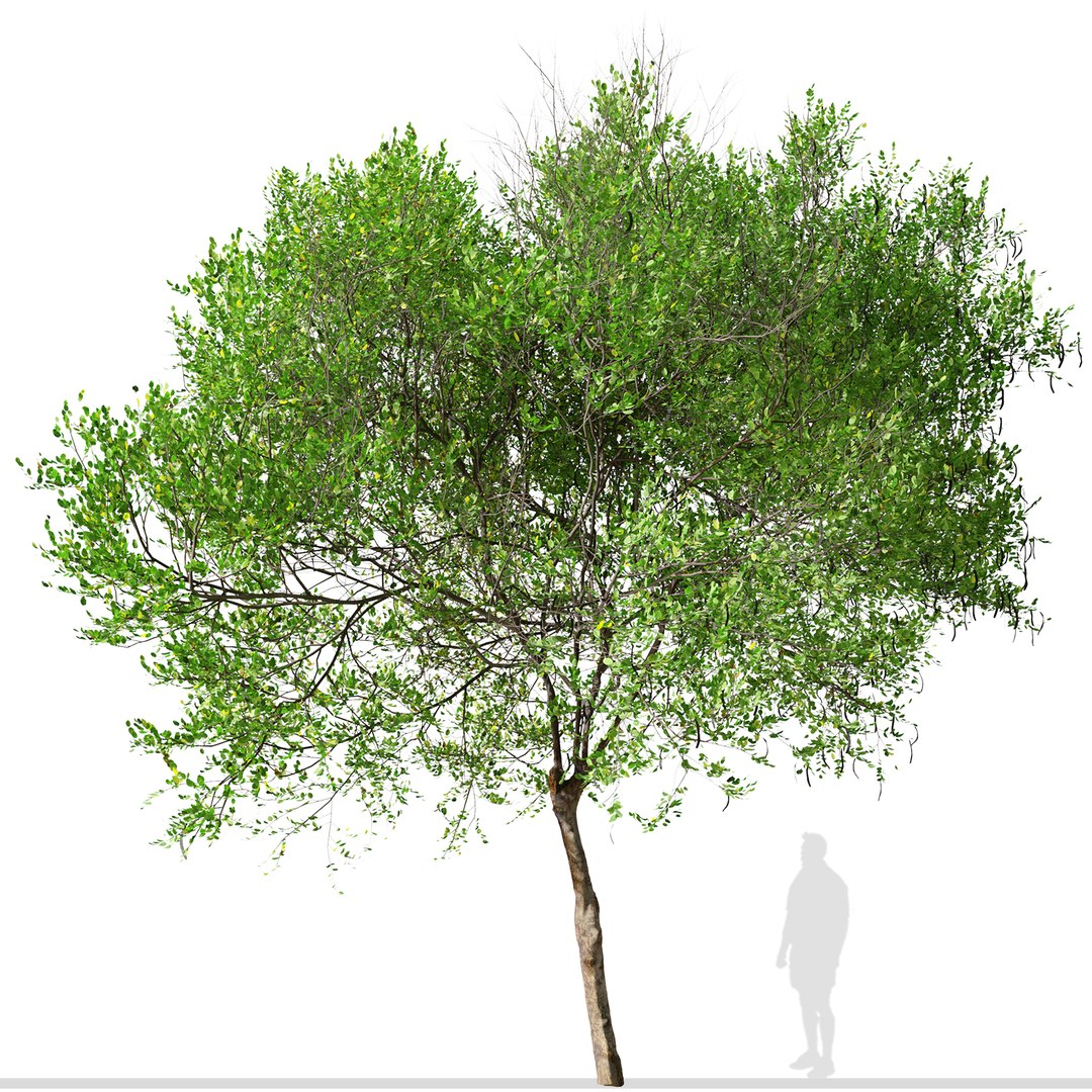 3D Carob or Ceratonia siliqua Tree model https://p.turbosquid.com/ts-thumb/hE/vCaFkm/8C/carobtree3/jpg/1664974433/1920x1080/fit_q87/ed39f2a33dc6822039fb51bcb6490787d9305024/carobtree3.jpg
