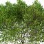 Carob or Ceratonia siliqua Tree