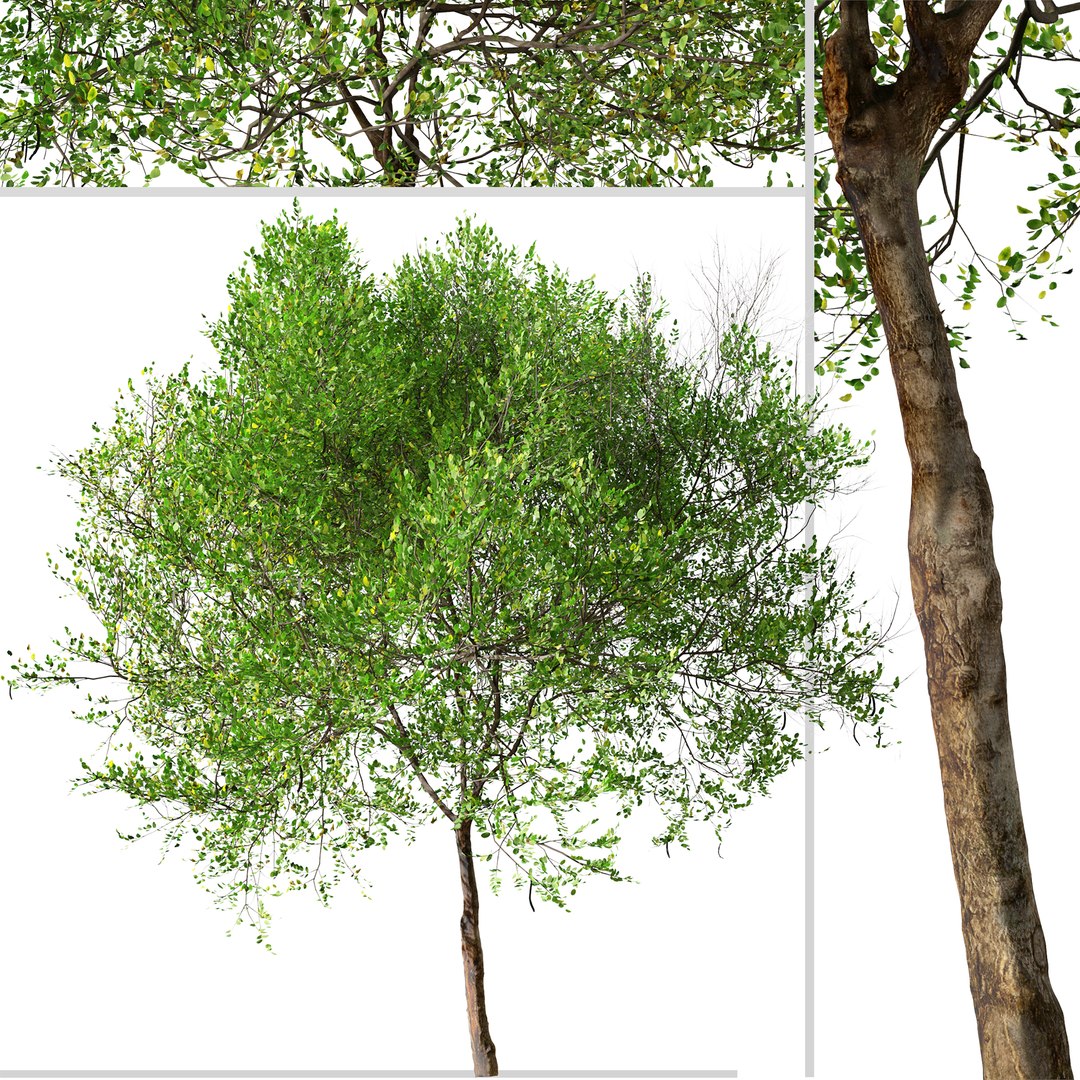 3D Carob or Ceratonia siliqua Tree model https://p.turbosquid.com/ts-thumb/hE/vCaFkm/JT/carobtree2/jpg/1664974438/1920x1080/fit_q87/7dc4084077fbc004745ccc073dbfcee530d2bfb5/carobtree2.jpg