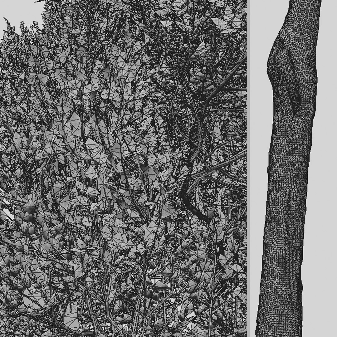 3D Carob or Ceratonia siliqua Tree model https://p.turbosquid.com/ts-thumb/hE/vCaFkm/Lb/carobtree7t/jpg/1664977279/1920x1080/fit_q87/e0fa1933c20cd825b68b22133f0b04739ab9cd9b/carobtree7t.jpg