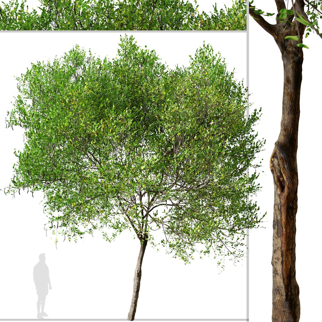 3D Carob or Ceratonia siliqua Tree model https://p.turbosquid.com/ts-thumb/hE/vCaFkm/Mc/carobtree1t0/jpg/1664977310/1920x1080/fit_q87/8443e4c726a5fd0512d95565751beb1921336a96/carobtree1t0.jpg
