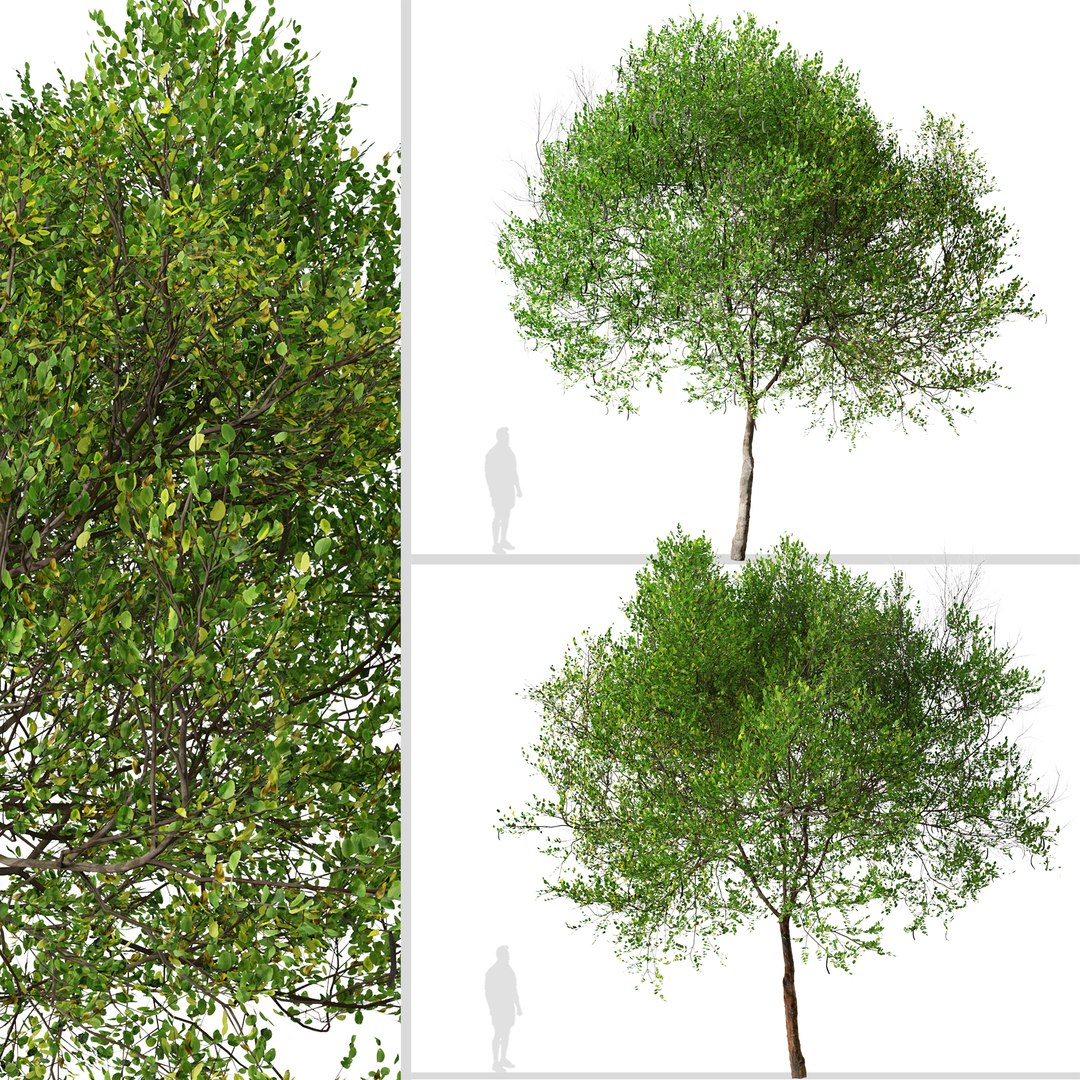 3D Carob or Ceratonia siliqua Tree model https://p.turbosquid.com/ts-thumb/hE/vCaFkm/Ua/carobtree5/jpg/1664974492/1920x1080/fit_q87/1989cad28dbaf15f9441f38d6b22ec62c03a3857/carobtree5.jpg