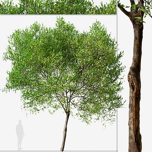 3D Carob or Ceratonia siliqua Tree model