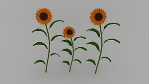 3D flower plant sunflower model