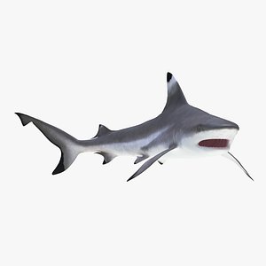 blacktip reef shark rigged max