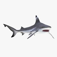 Blacktip Reef Shark Rigged