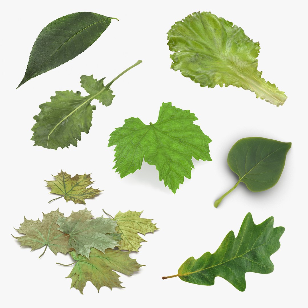 Leaves Collection 3 3D model preview