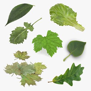 3D leaves 3 oak leaf model