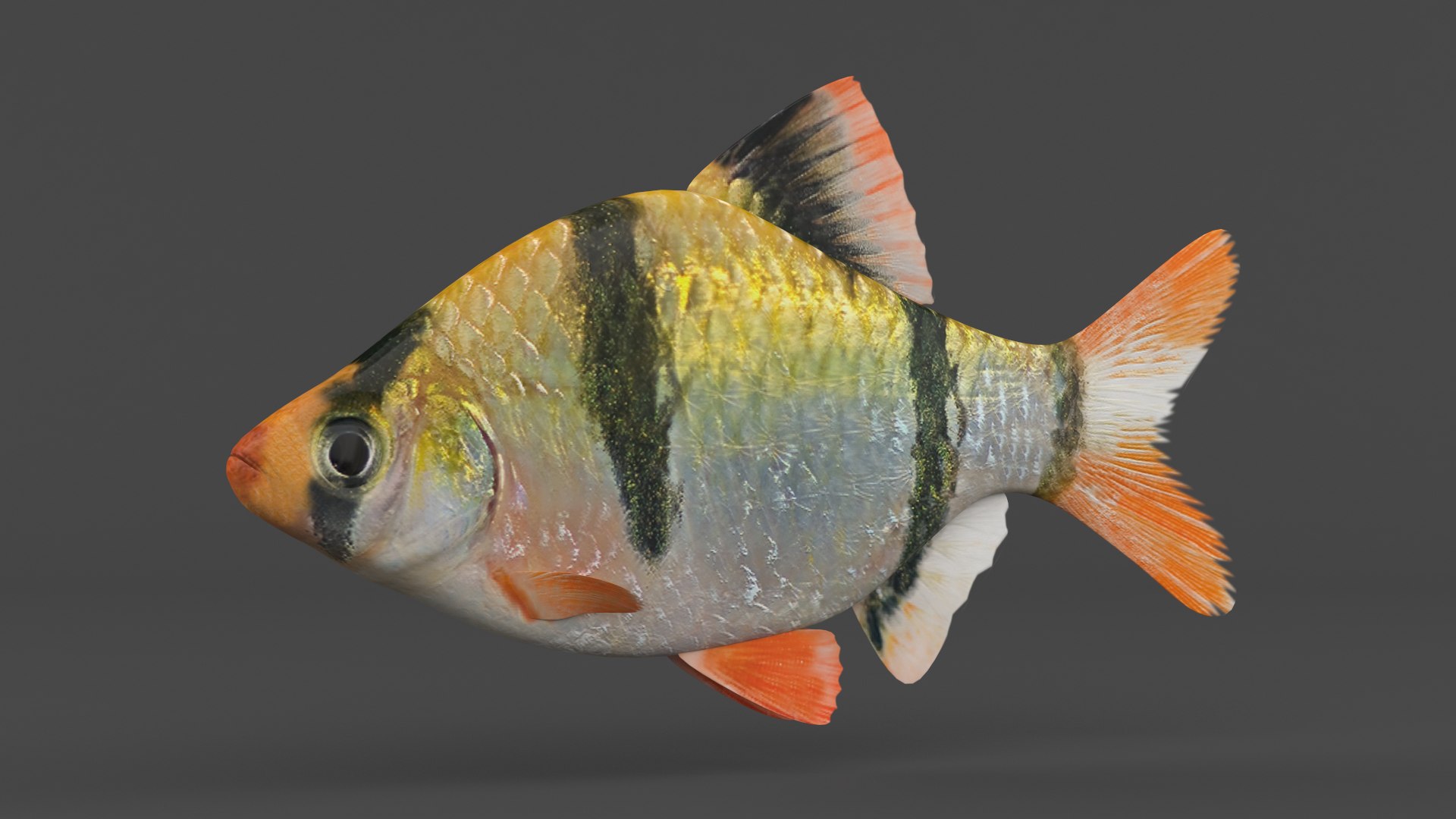 Tiger Barb Fish 3D Model - TurboSquid 2195582